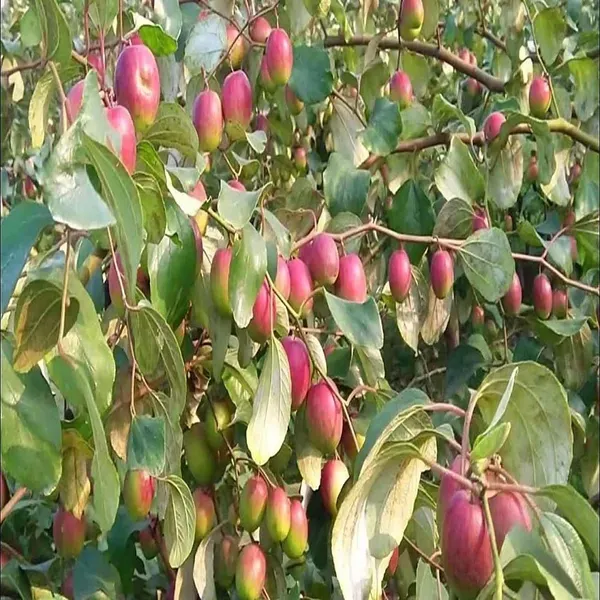 Red_Sundari_Apple_Ber_Jujube_Grafted_Fruit_Plant_1_2_Feet_Size
