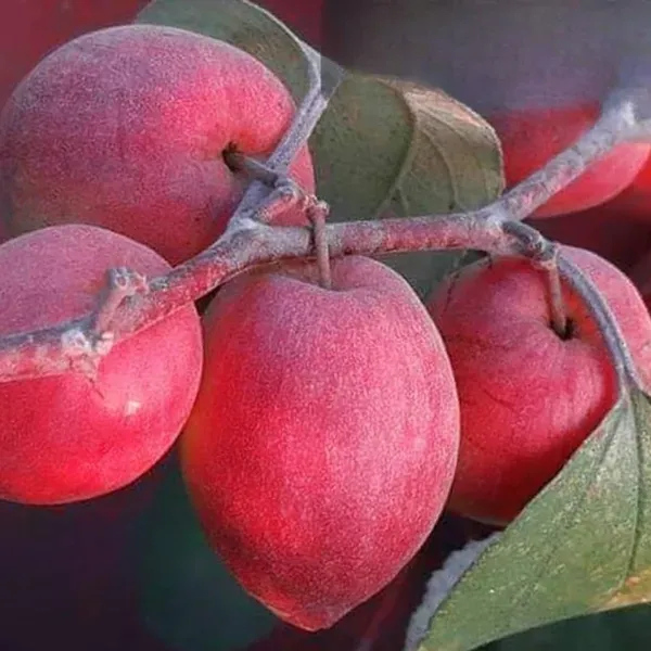Red_Sundari_Apple_Ber_Jujube_Grafted_Fruit_Plant_1_2_Feet_Size
