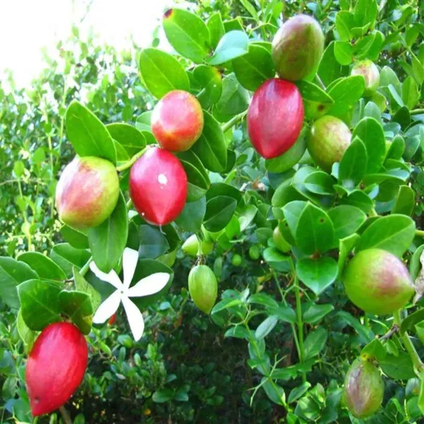 Thai_Sweet_Karonda_Carissa_Carandas_Cherry_Cherries_Fruit_Air_Layering_Gr
