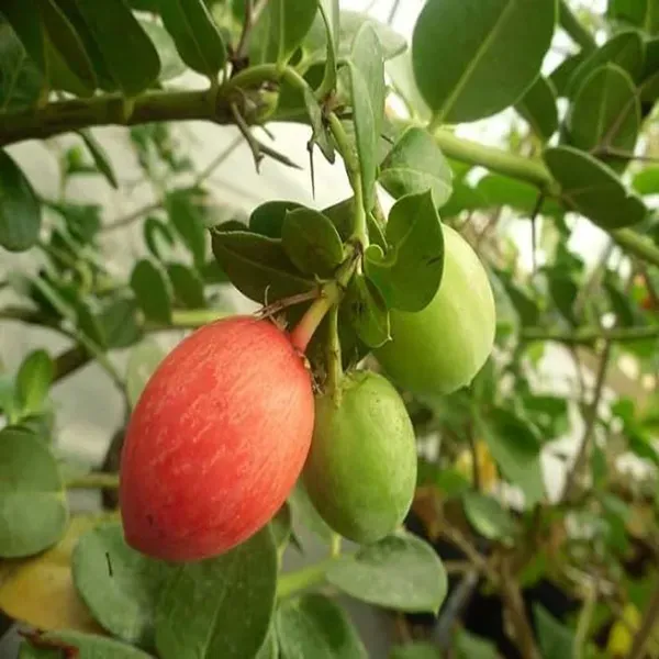Thai_Sweet_Karonda_Carissa_Carandas_Cherry_Cherries_Fruit_Air_Layering_Gr