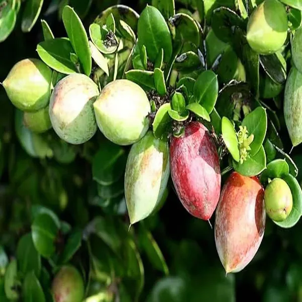 Thai_Sweet_Karonda_Carissa_Carandas_Cherry_Cherries_Fruit_Air_Layering_Gr