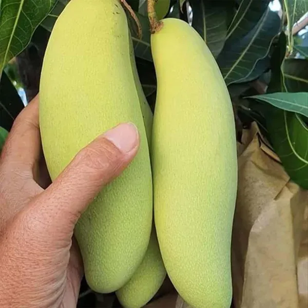 Banana_Mango_Grafted_Aam_Fruit_Plants_Tree_1_5_3_Feet_Size