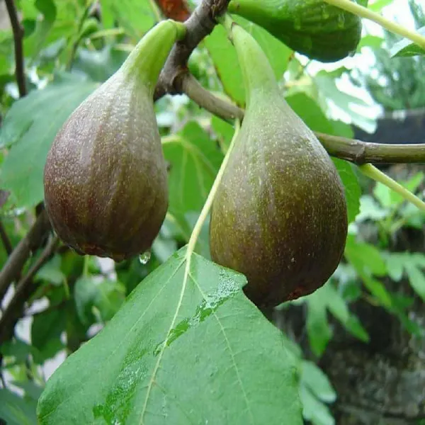 Big_Leaf_Anjeer_Fig_Fruit_Air_Layering_Grafted_Plants_Tree_1_2_Feet_Siz