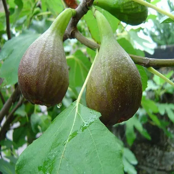 Big_Leaf_Anjeer_Fig_Fruit_Air_Layering_Grafted_Plants_Tree_1_2_Feet_Siz