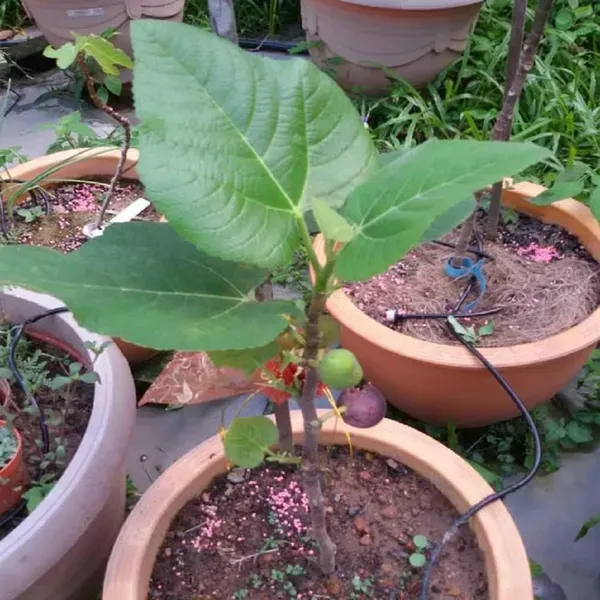 Big_Leaf_Anjeer_Fig_Fruit_Air_Layering_Grafted_Plants_Tree_1_2_Feet_Siz