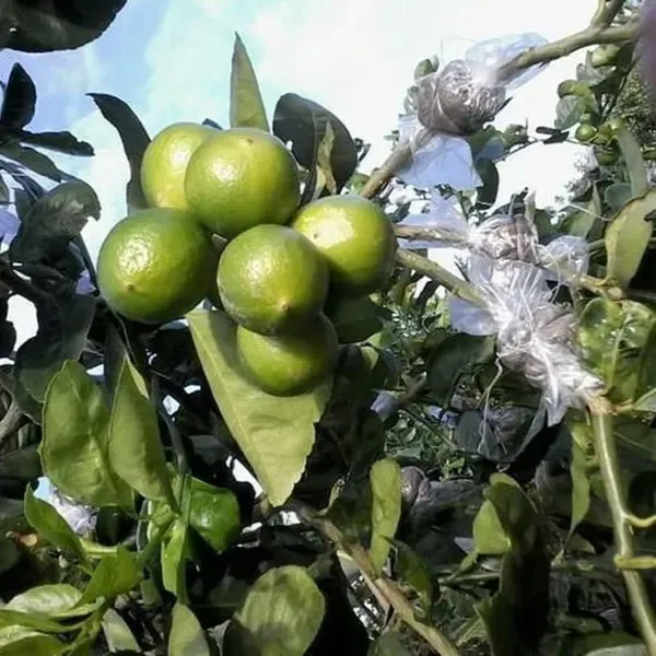 All_Time_Calcutta_Pati_Lemon_Nimbu_Fruit_Air_Layering_Grafted_Plants_Tr