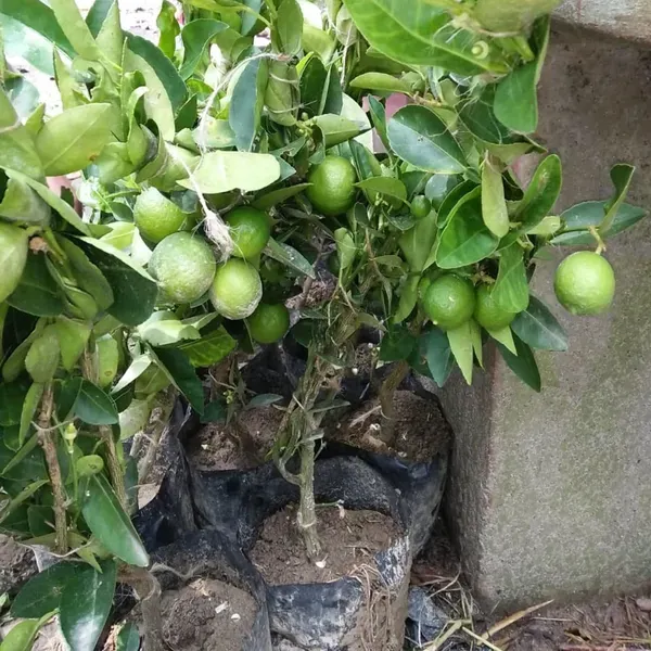 All_Time_Calcutta_Pati_Lemon_Nimbu_Fruit_Air_Layering_Grafted_Plants_Tr