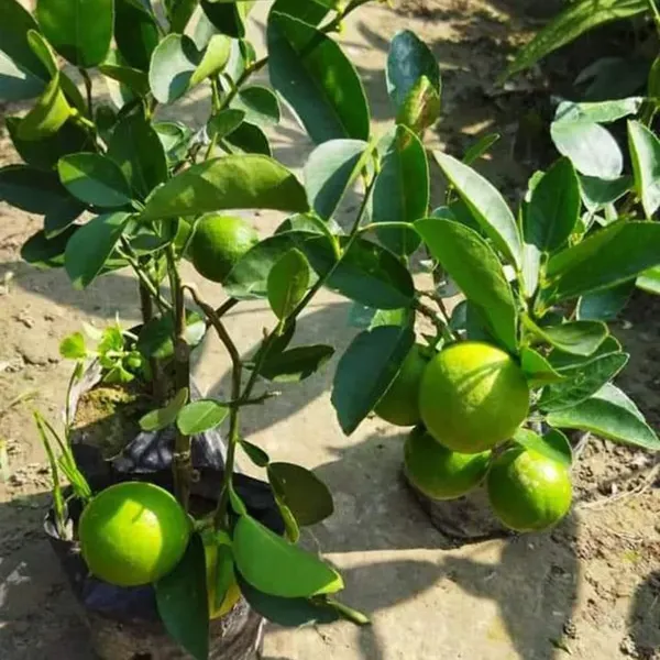 All_Time_Calcutta_Pati_Lemon_Nimbu_Fruit_Air_Layering_Grafted_Plants_Tr