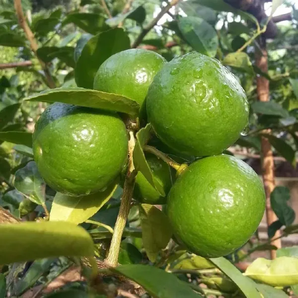 All_Time_Calcutta_Pati_Lemon_Nimbu_Fruit_Air_Layering_Grafted_Plants_Tr