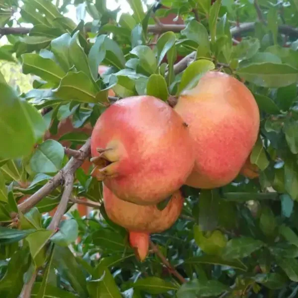 Anar_Ganesh_Pomegranate_Fruit_Air_Layering_Grafted_Plants_Tree_1_5_3_Fe
