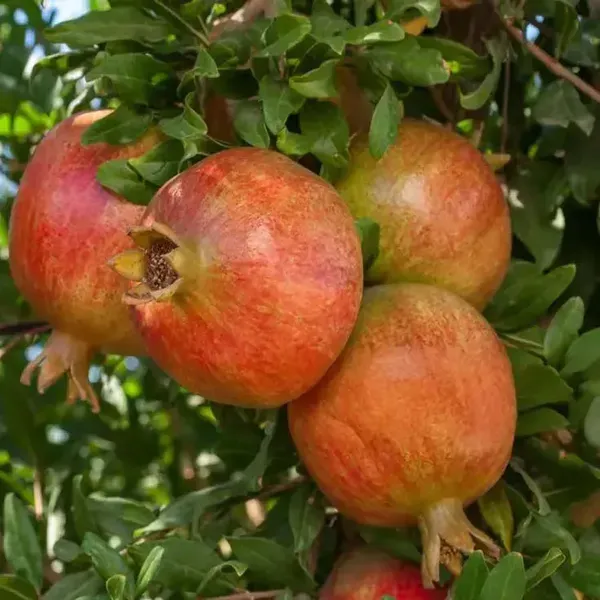 Anar_Ganesh_Pomegranate_Fruit_Air_Layering_Grafted_Plants_Tree_1_5_3_Fe