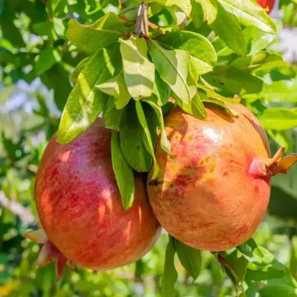 Anar_Ganesh_Pomegranate_Fruit_Air_Layering_Grafted_Plants_Tree_1_5_3_Fe
