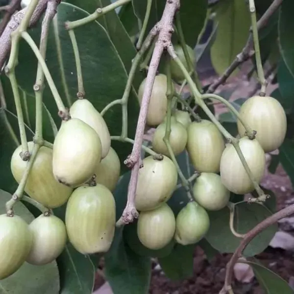 White_Jamun_Jambolan_Grafted_Jam_Fruit_Plants_Tree_1_5_3_Feet_Size
