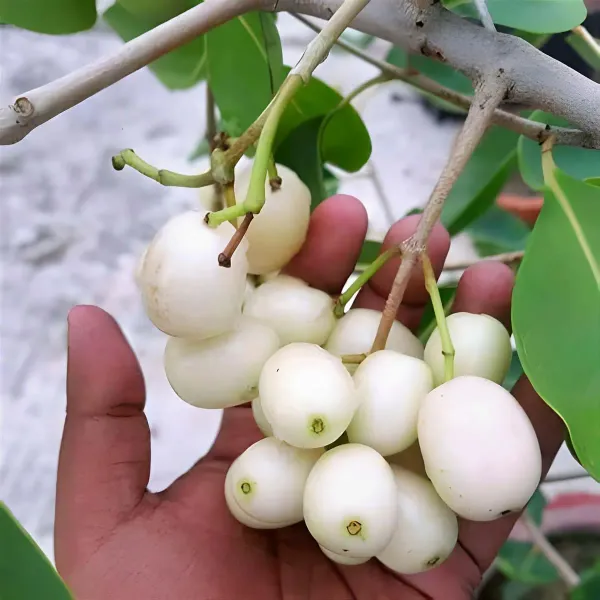 White_Jamun_Jambolan_Grafted_Jam_Fruit_Plants_Tree_1_5_3_Feet_Size
