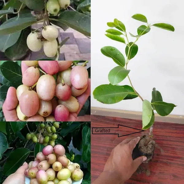 White_Jamun_Jambolan_Grafted_Jam_Fruit_Plants_Tree_1_5_3_Feet_Size