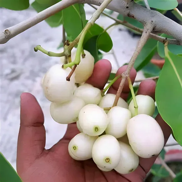White_Jamun_Jambolan_Grafted_Jam_Fruit_Plants_Tree_1_5_3_Feet_Size