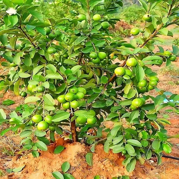 Sardar_Lucknow_49_L_49_Guava_Amrood_Variety_Fruit_Air_Layering_Grafted_Pl