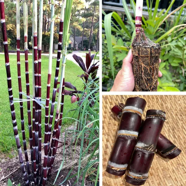 Soft_Filipino_Black_Sugarcane_Plants_Tree_1_5_3_Feet_Size