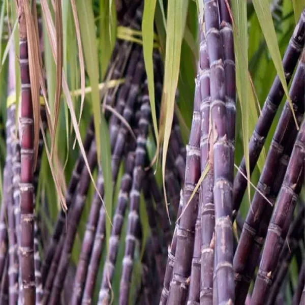 Soft_Filipino_Black_Sugarcane_Plants_Tree_1_5_3_Feet_Size