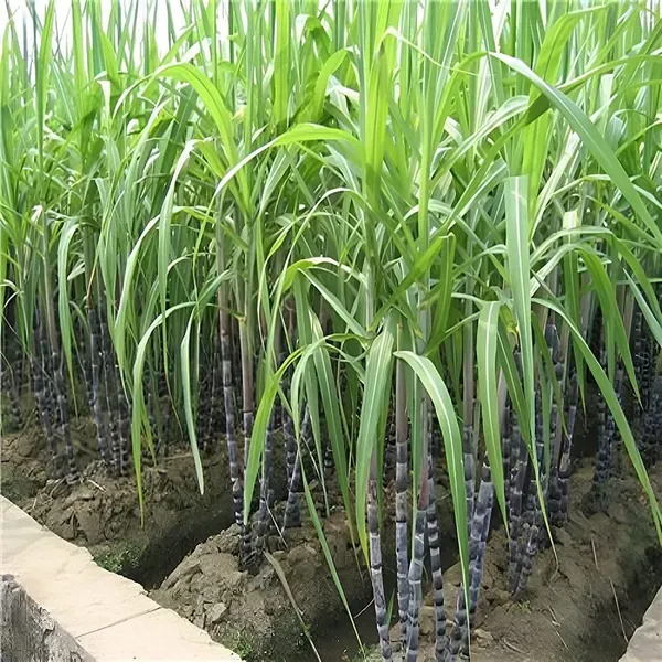 Soft_Filipino_Black_Sugarcane_Plants_Tree_1_5_3_Feet_Size