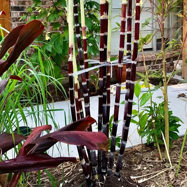 Soft_Filipino_Black_Sugarcane_Plants_Tree_1_5_3_Feet_Size