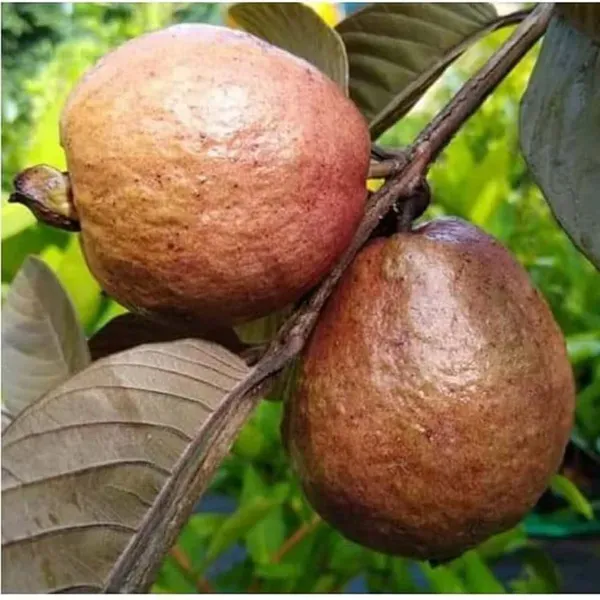 Red_Guava_Fruit_Air_Layering_Grafted_Plants_Tree_1_5_3_Feet_Size