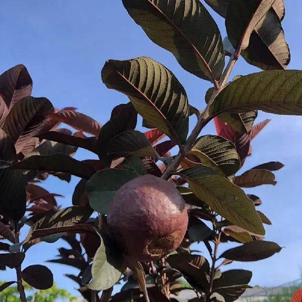 Red_Guava_Fruit_Air_Layering_Grafted_Plants_Tree_1_5_3_Feet_Size