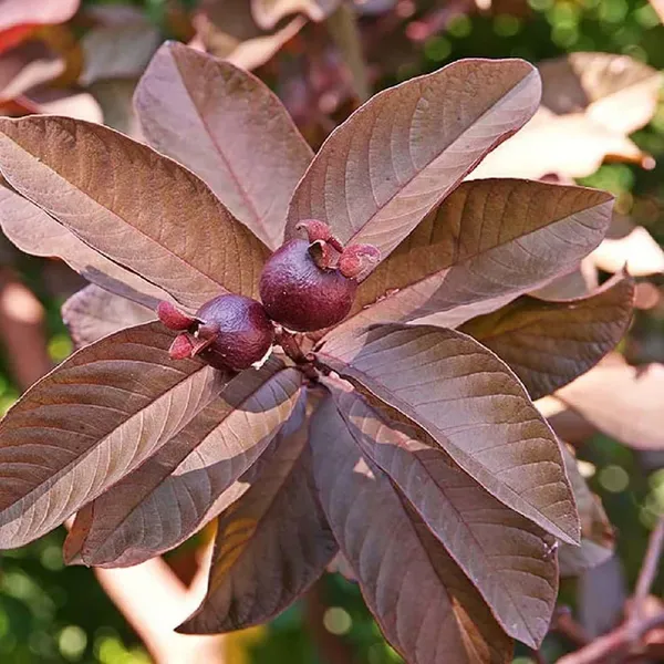 Red_Guava_Fruit_Air_Layering_Grafted_Plants_Tree_1_5_3_Feet_Size