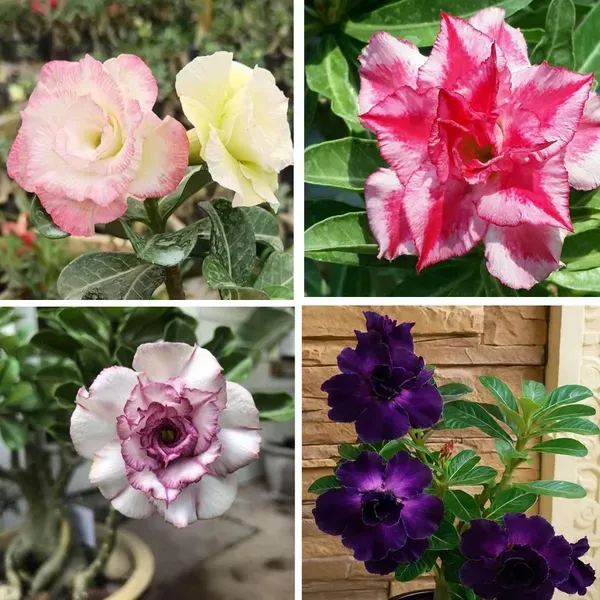 Adenium_Grafted_Flowers_Plant_Pack_Of_4