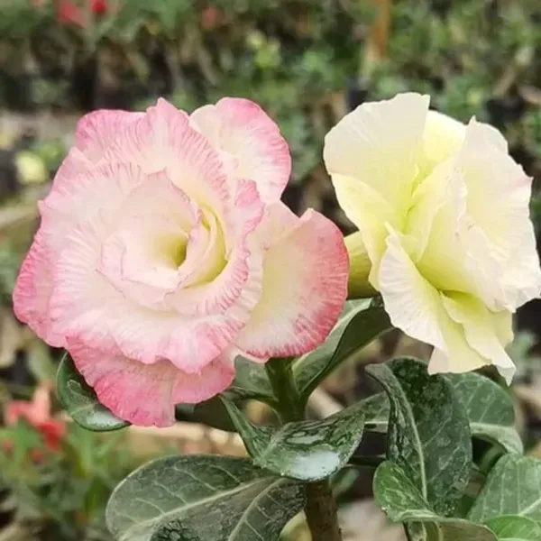 Adenium_Grafted_Flowers_Plant_Pack_Of_4