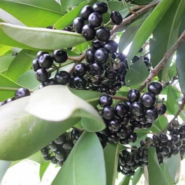 Black_Jamun_Jambolan_Grafted_Jam_Fruit_Plants_Tree_1_5_3_Feet_Size
