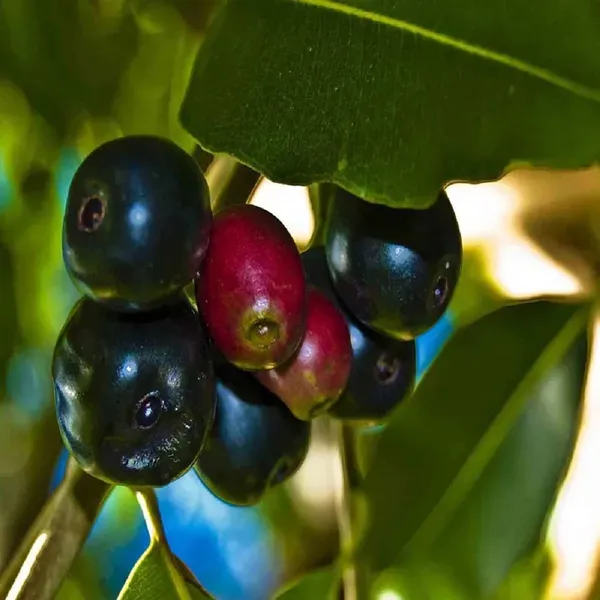 Black_Jamun_Jambolan_Grafted_Jam_Fruit_Plants_Tree_1_5_3_Feet_Size