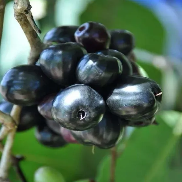 Black_Jamun_Jambolan_Grafted_Jam_Fruit_Plants_Tree_1_5_3_Feet_Size