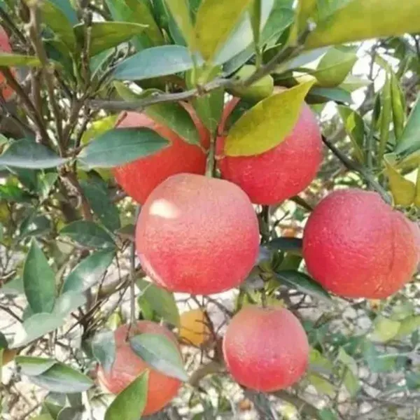 Red_Malta_Mosambi_Grafted_Fruit_Plants_Tree_1_2_Feet_Size