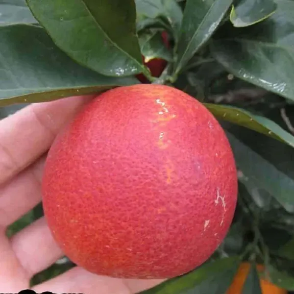 Red_Malta_Mosambi_Grafted_Fruit_Plants_Tree_1_2_Feet_Size