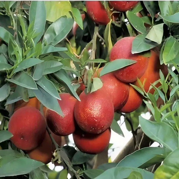 Red_Malta_Mosambi_Grafted_Fruit_Plants_Tree_1_2_Feet_Size