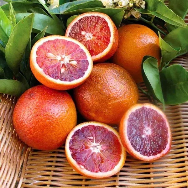 Red_Malta_Mosambi_Grafted_Fruit_Plants_Tree_1_2_Feet_Size