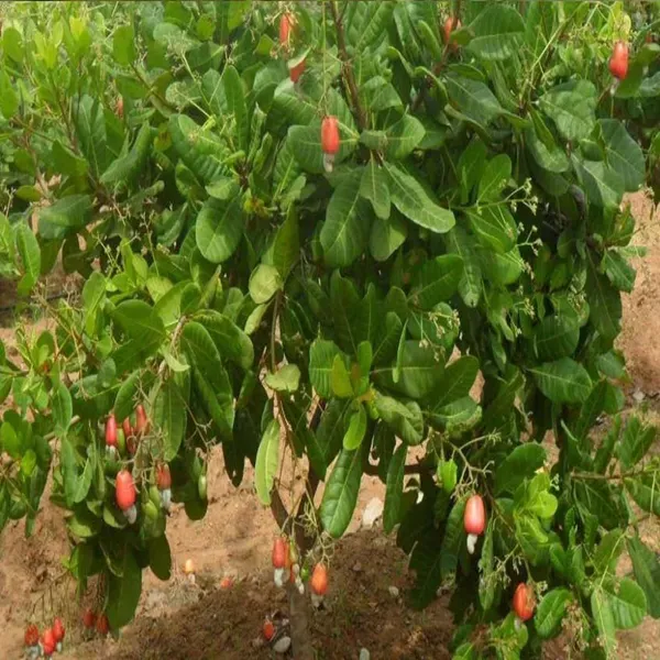 Jhargram_1_Cashew_Grafted_Nut_Kaju_Fruit_Plants_Tree_1_5_3_Feet_Size