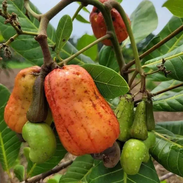 Jhargram_1_Cashew_Grafted_Nut_Kaju_Fruit_Plants_Tree_1_5_3_Feet_Size