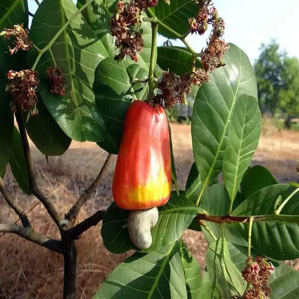 Jhargram_1_Cashew_Grafted_Nut_Kaju_Fruit_Plants_Tree_1_5_3_Feet_Size