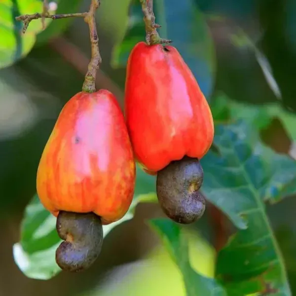 Jhargram_1_Cashew_Grafted_Nut_Kaju_Fruit_Plants_Tree_1_5_3_Feet_Size