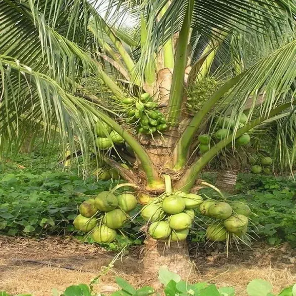 Kerala_Kalpasree_Coconut_Hybrid_Dwarf_Varaity_Fruit_Plants_Tree_2_4_Feet