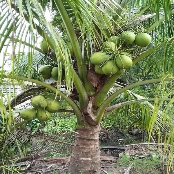 Kerala_Kalpasree_Coconut_Hybrid_Dwarf_Varaity_Fruit_Plants_Tree_2_4_Feet