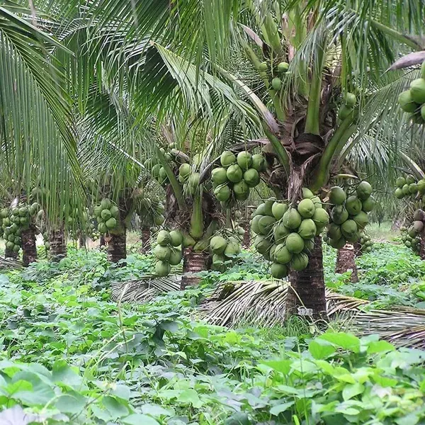 Kerala_Kalpasree_Coconut_Hybrid_Dwarf_Varaity_Fruit_Plants_Tree_2_4_Feet