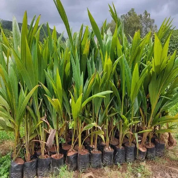 Kerala_Kalpasree_Coconut_Hybrid_Dwarf_Varaity_Fruit_Plants_Tree_2_4_Feet