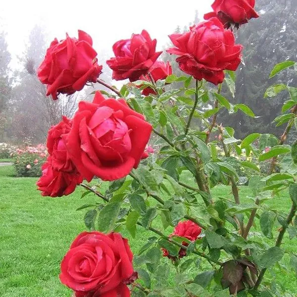 Red_Rose_Flower_Plants_Hybrid_Grafting_Plants_1_2_Feet_Size