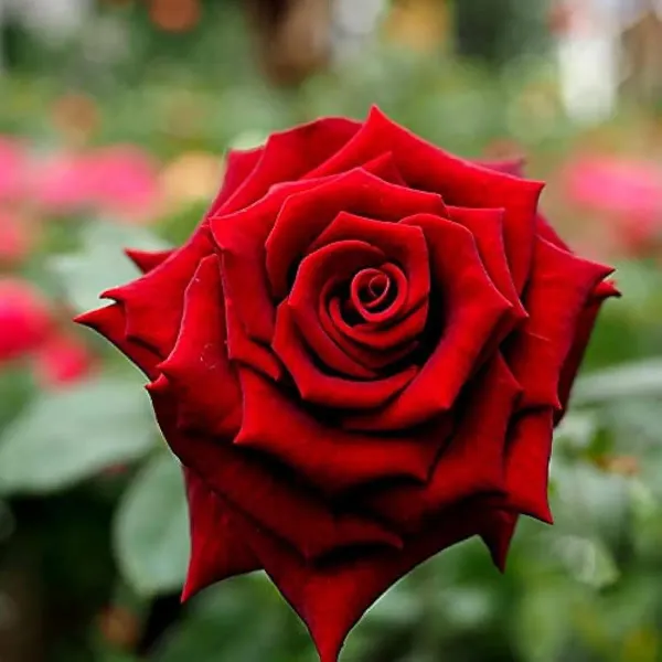 Red_Rose_Flower_Plants_Hybrid_Grafting_Plants_1_2_Feet_Size