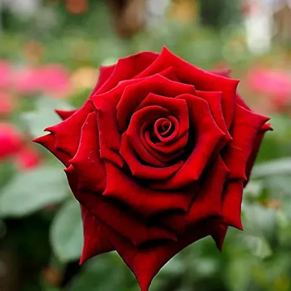Red_Rose_Flower_Plants_Hybrid_Grafting_Plants_1_2_Feet_Size