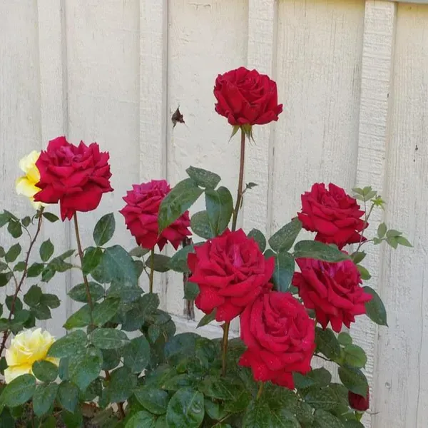 Red_Rose_Flower_Plants_Hybrid_Grafting_Plants_1_2_Feet_Size