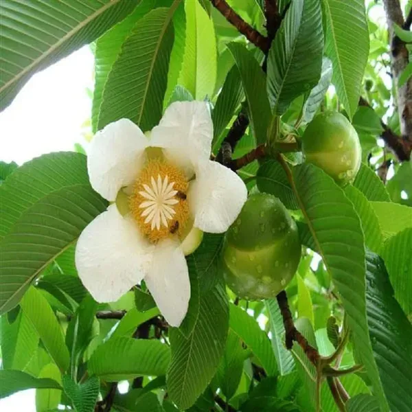 Elephant_Apple_Chalta_Dillenia_Indica_Fruit_Plants_Tree_1_5_3_Feet_Size